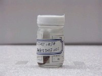 藏品(緣頂鬚鳚)的圖片